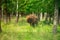 European bison in the Russian National Park