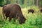 European bison in the Russian National Park