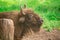 European bison in the Russian National Park