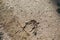 European bison tracks on a ground in Naliboki forest, Belarus