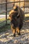 A European bison walks in the zoo