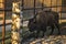 A European bison walks in the zoo