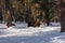 European bison in the winter forest.