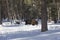 European bison in the winter forest.