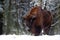 European bison in the winter forest, cold scene with big brown animal in the nature habitat, snow in the tree,