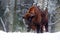 European bison in the winter forest, cold scene with big brown animal in the nature habitat, snow on the trees, Poland. Wildlife