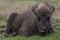 European bison, wisent, buffalo, walking and laying scene