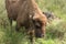 European bison Wisent, Zubr in pasture in summer