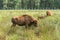 European bison Wisent, Zubr in pasture in summer.