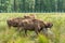 European bison Wisent, Zubr in pasture in summer