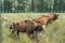 European bison Wisent, Zubr in pasture in summer