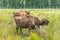 European bison Wisent, Zubr in pasture in summer