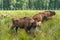 European bison Wisent, Zubr in pasture in summer.