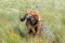 European bison Wisent, Zubr in pasture in summer.