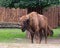 European Bison in zoo