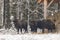 European bisonBison bonasus herd