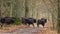 European bisonBison bonasus herd on run away