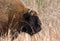 European bisonBison bonasus male head