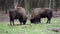 European bisons