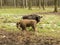 European bisons Bison bonasus, young animals, aurochs in the forest