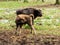 European bisons Bison bonasus, young animals, aurochs in the forest