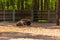 European bisons in a mini ZOO, Goluchow, Poland