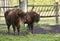 European Bisons (wisent)