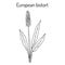 European Bistort Bistorta officinalis , or snakeweed, dragonwort, medicinal plant