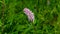 European Bistort or snakeweed, Bistorta officinalis, pink flowers with bokeh background, macro, selective focus