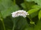 European Bistort or snakeweed, Bistorta officinalis, pink flowers with bokeh background, macro, selective focus