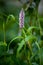 European Bistort or snakeweed Polygonum Bistorta - pink flower