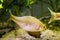 European bitterling, Rhodeus amarus, beautiful ornamental adult male fish demonstrates spawning behaviour near a bivalve mollusc