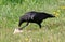 European black carrion crow (Corvus Corone) feeding
