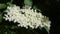 European black elder blooming with white flowers.