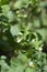 European black nightshade