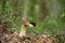 European black slug, Arion ater feeding on bolete mushroom