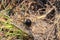 European black widow (Latrodectus tredecimguttatus), a spider sits in the grass in its nest