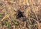 European black widow (Latrodectus tredecimguttatus), a spider sits in the grass in its nest with killed insects