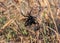 European black widow (Latrodectus tredecimguttatus), a spider sits in the grass in its nest with killed insects