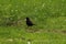 European blackbird