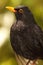 European Blackbird Bold Portrait