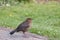 European Blackbird Fledgling in Garden