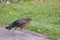 European Blackbird Fledgling Stretching its Wing