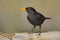 European blackbird - Melro preto - Turdus merula