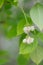 European bladdernut Staphylea pinnata, pending bell-shaped white flowers