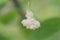 European bladdernut Staphylea pinnata, pending white flowers