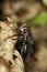 European Blowfly