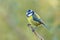 European Blue Tit - Cyanistes caeruleus at rest.