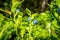 European Blueberry - bilberry - closeup view