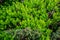 European blueberry green bush